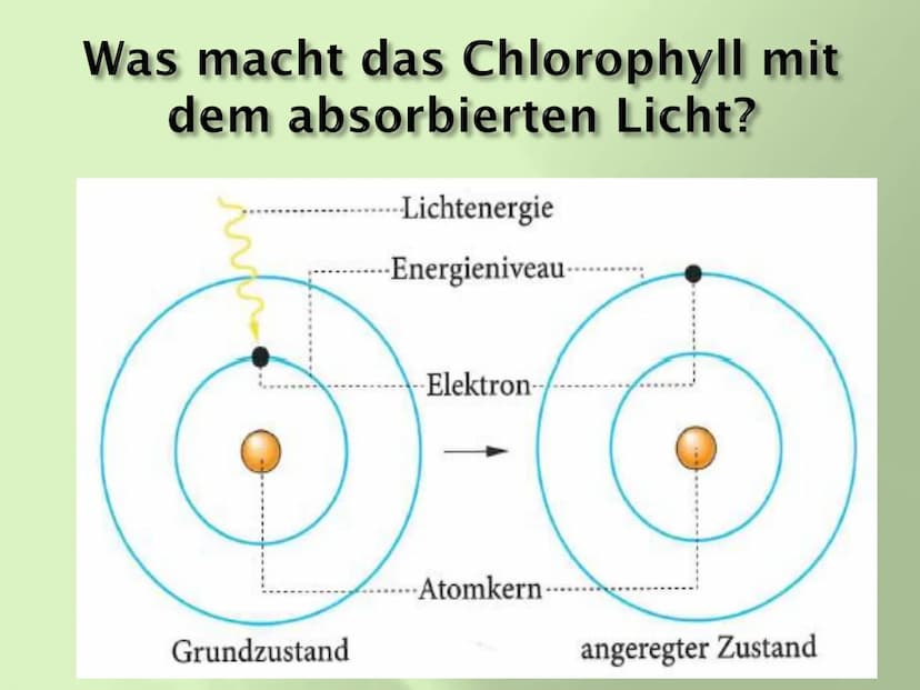 BIOLOGIE Fotosynthese Ein Stoffwechselvorgang ernährt unseren Bio-Kurs
• Edukte (Ausgangsstoffel Wasser, Licht, CO₂, Nährstoffe
Produkte (En