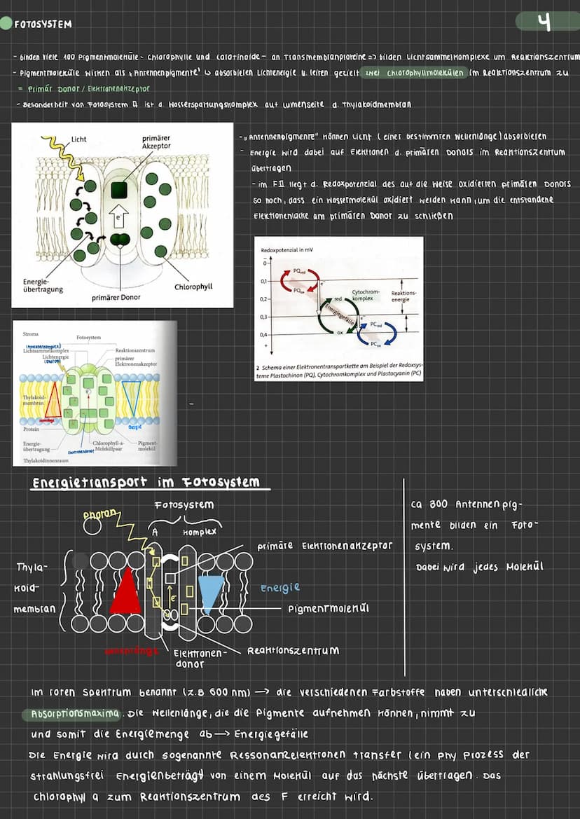 BIOLOGIE Fotosynthese Ein Stoffwechselvorgang ernährt unseren Bio-Kurs
• Edukte (Ausgangsstoffel Wasser, Licht, CO₂, Nährstoffe
Produkte (En