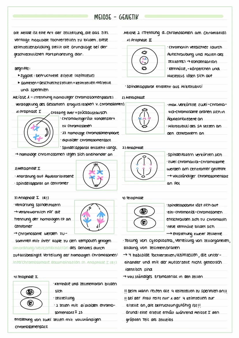 FORMEN DER VERMEHRUNG
vegetative lungeschlechtliche) vermehrung:
▸ Zellteilung von Körperzellen zur Erneuerung
(2.8 des Gewebes/Wachstums et
