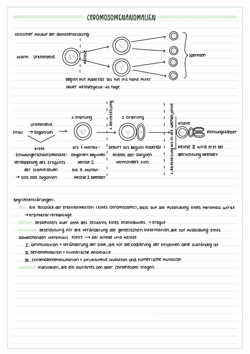 FORMEN DER VERMEHRUNG
vegetative lungeschlechtliche) vermehrung:
▸ Zellteilung von Körperzellen zur Erneuerung
(2.8 des Gewebes/Wachstums et
