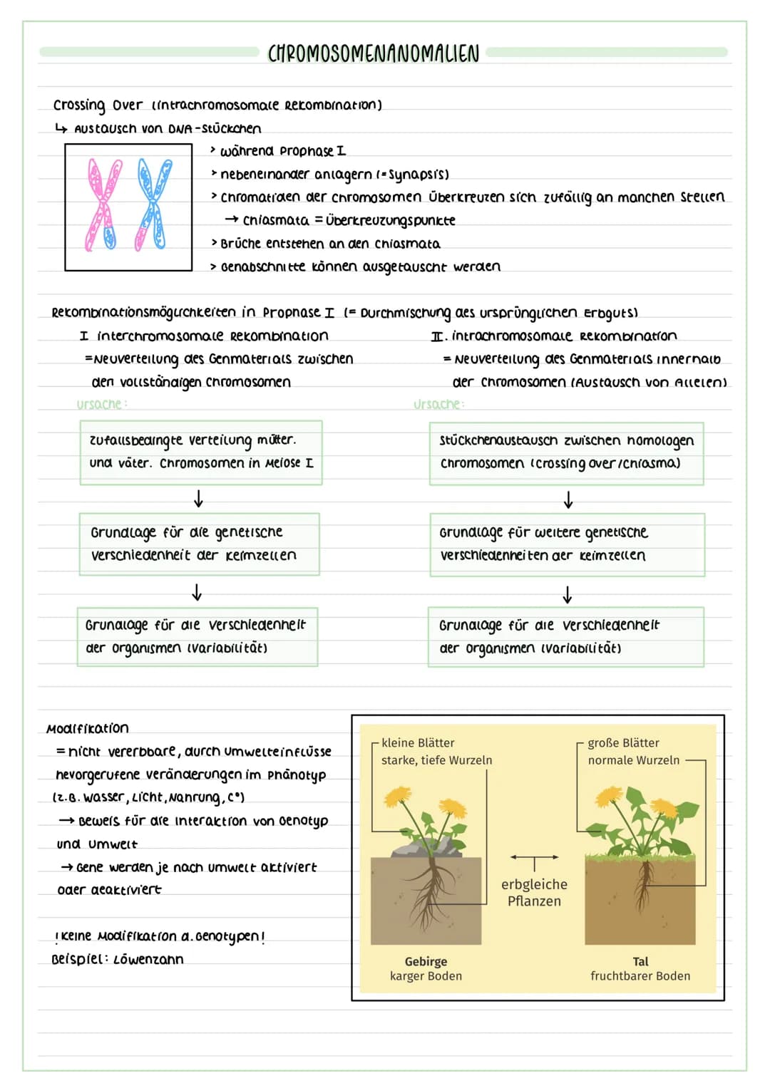 FORMEN DER VERMEHRUNG
vegetative lungeschlechtliche) vermehrung:
▸ Zellteilung von Körperzellen zur Erneuerung
(2.8 des Gewebes/Wachstums et