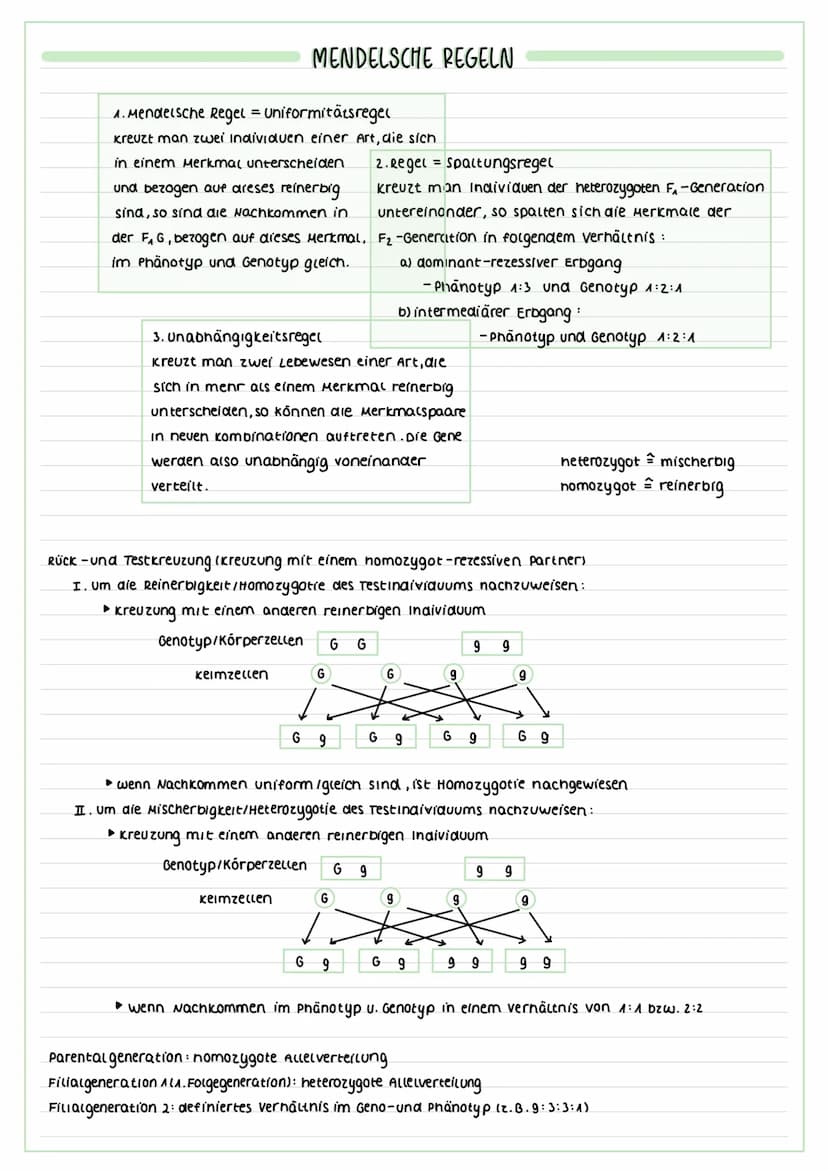 FORMEN DER VERMEHRUNG
vegetative lungeschlechtliche) vermehrung:
▸ Zellteilung von Körperzellen zur Erneuerung
(2.8 des Gewebes/Wachstums et