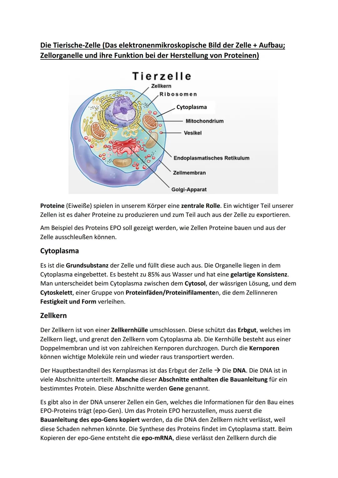 Die Tierische-Zelle (Das elektronenmikroskopische Bild der Zelle + Aufbau;
Zellorganelle und ihre Funktion bei der Herstellung von Proteinen