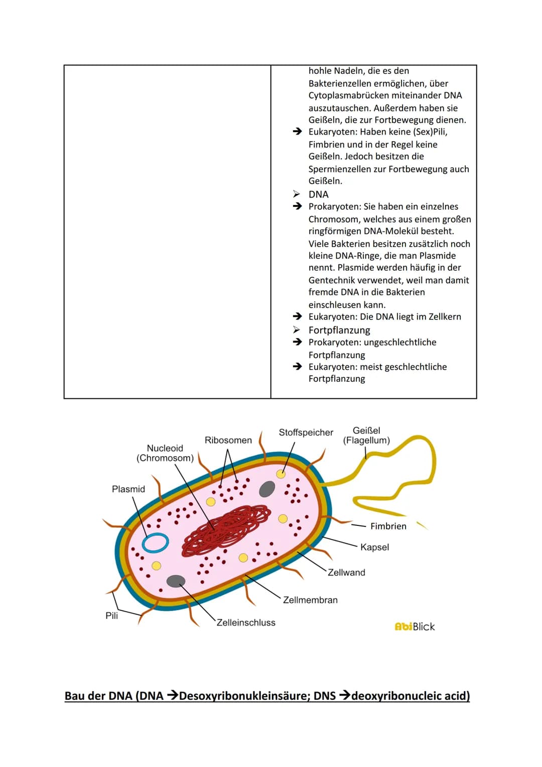Die Tierische-Zelle (Das elektronenmikroskopische Bild der Zelle + Aufbau;
Zellorganelle und ihre Funktion bei der Herstellung von Proteinen