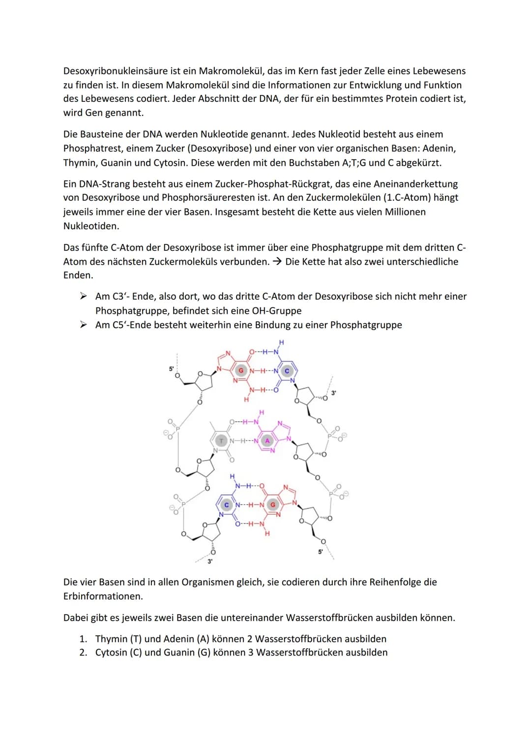 Die Tierische-Zelle (Das elektronenmikroskopische Bild der Zelle + Aufbau;
Zellorganelle und ihre Funktion bei der Herstellung von Proteinen
