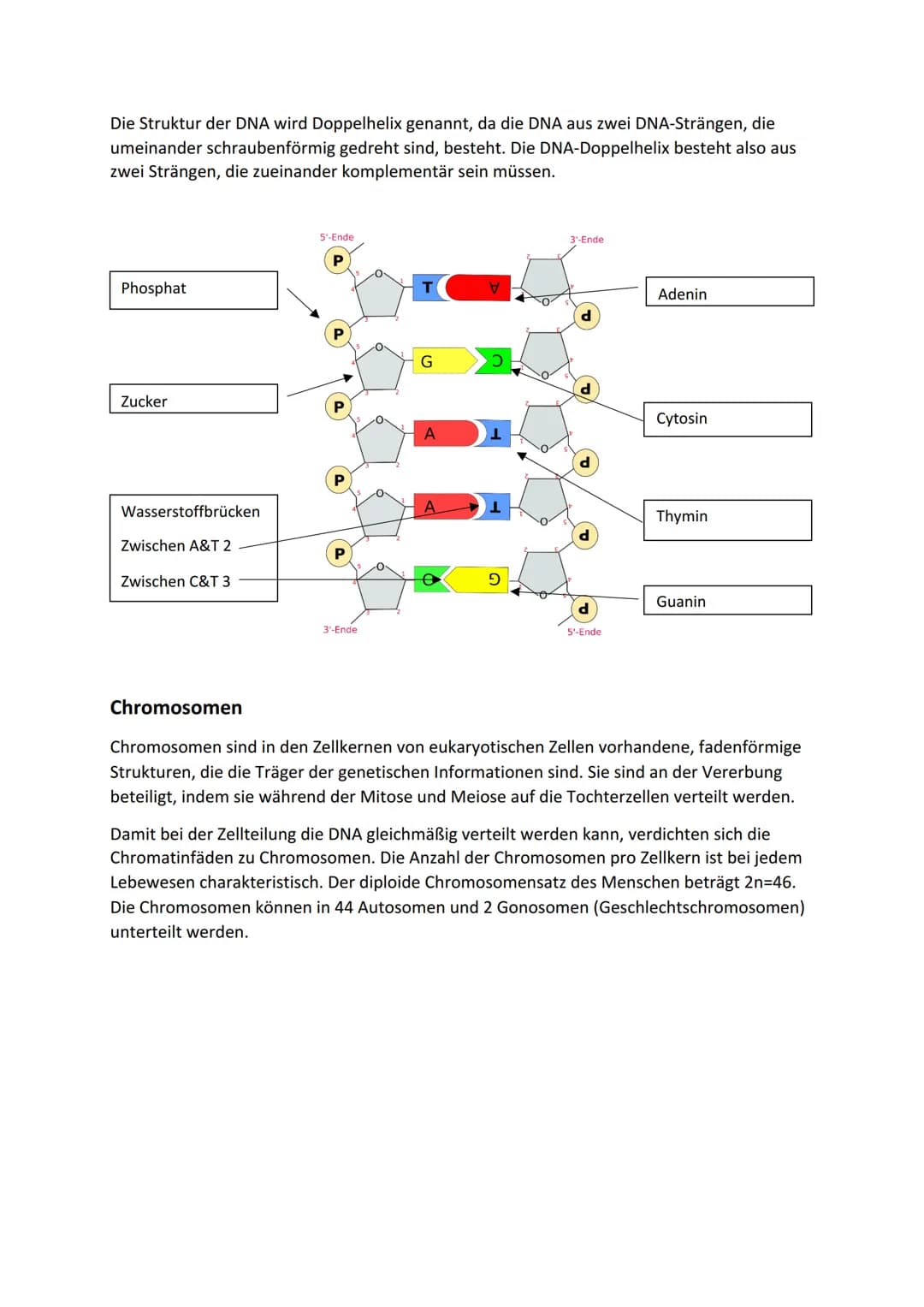 Die Tierische-Zelle (Das elektronenmikroskopische Bild der Zelle + Aufbau;
Zellorganelle und ihre Funktion bei der Herstellung von Proteinen