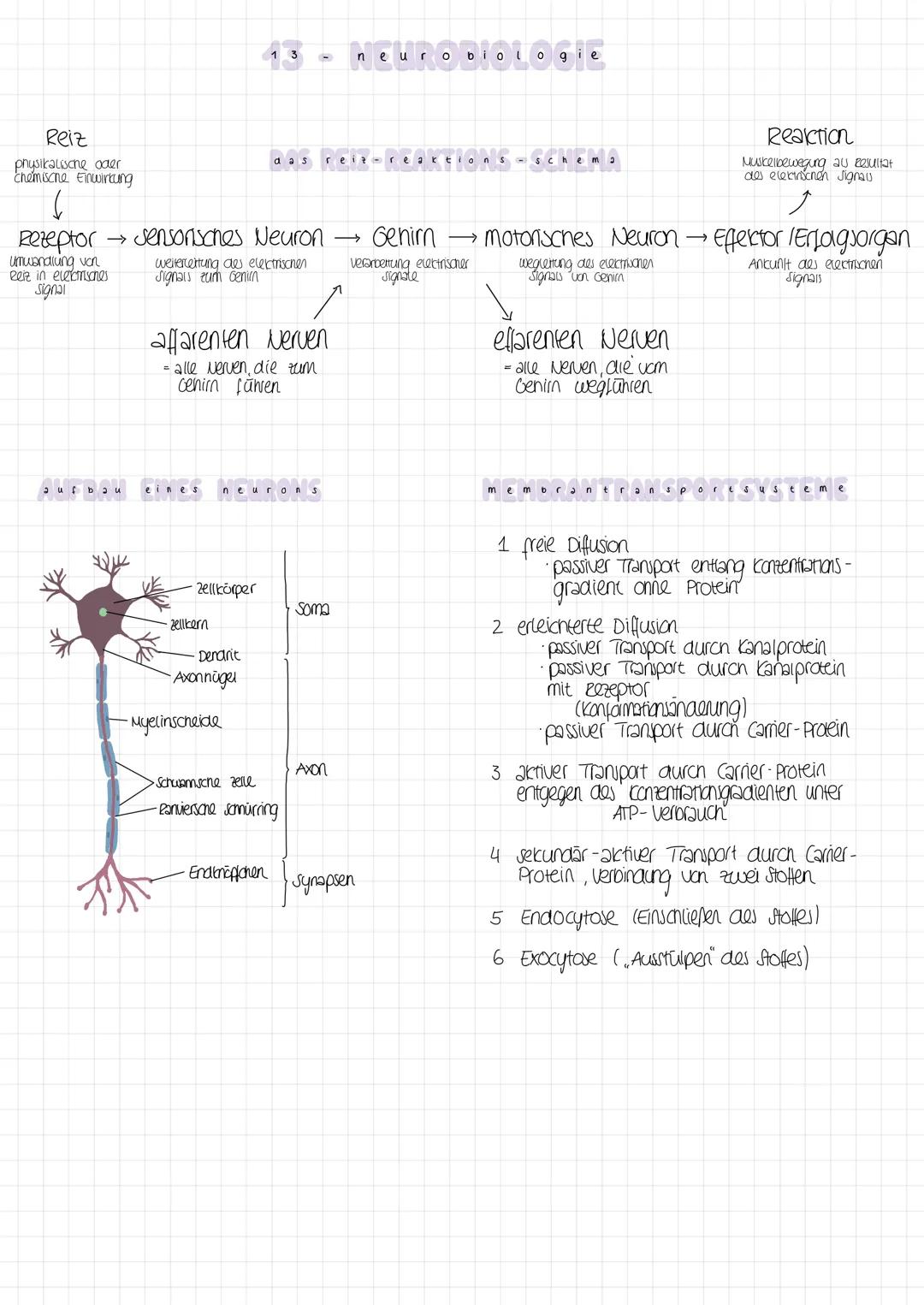 13 - neuro biologie

Reiz
physikalische oder
chemische Einwirtung

das reiz-reaktions-schema

Reaktion
Muskelbewegung au esultat
des elektri