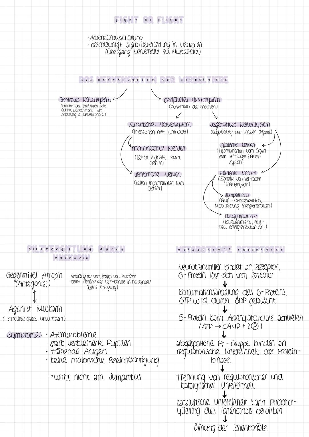 13 - neuro biologie

Reiz
physikalische oder
chemische Einwirtung

das reiz-reaktions-schema

Reaktion
Muskelbewegung au esultat
des elektri