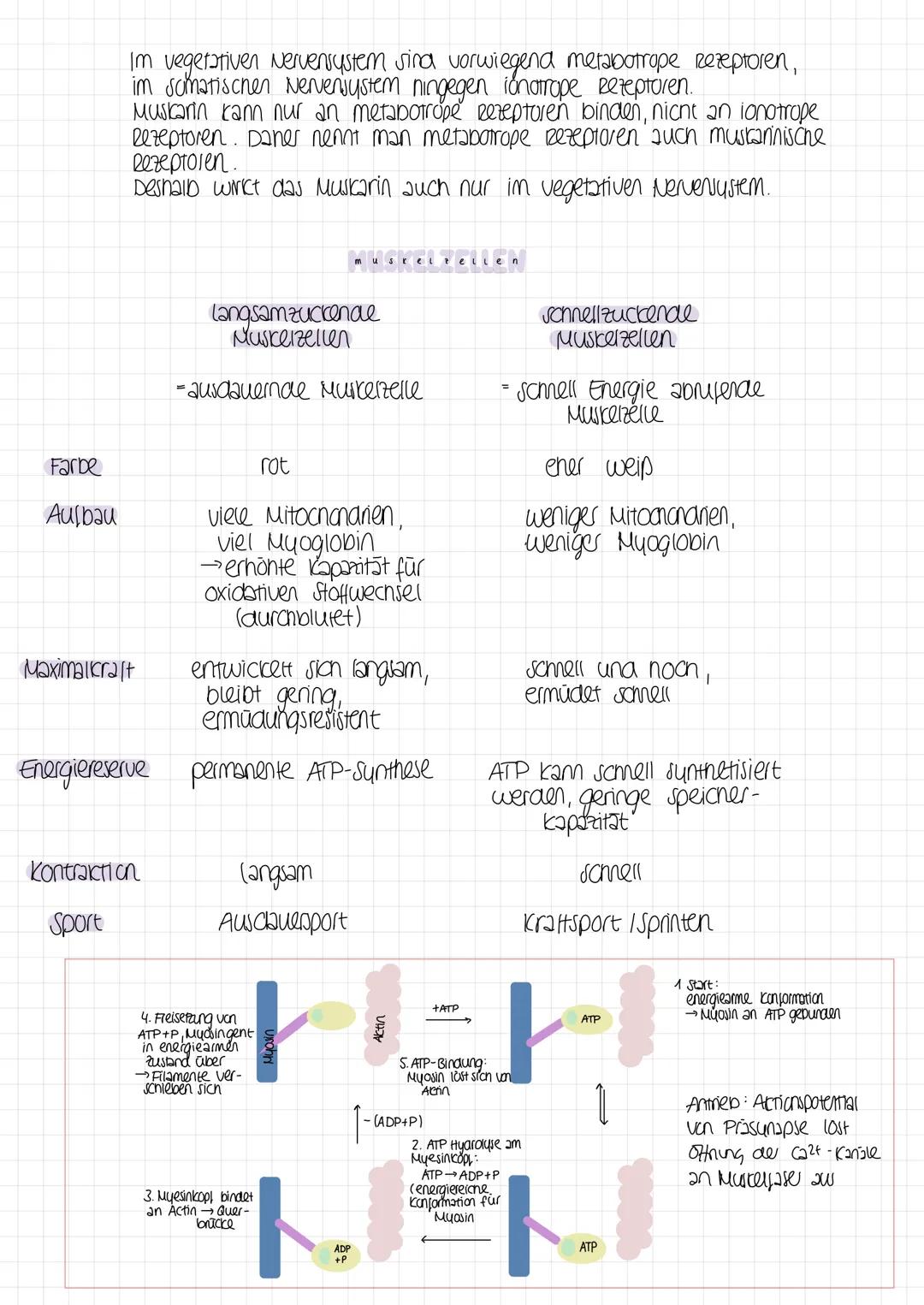 13 - neuro biologie

Reiz
physikalische oder
chemische Einwirtung

das reiz-reaktions-schema

Reaktion
Muskelbewegung au esultat
des elektri