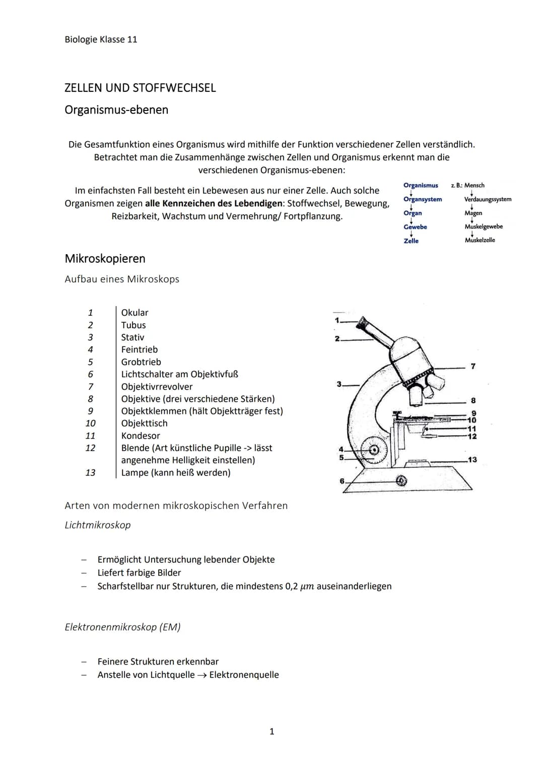 Biologie Klasse 11
ZELLEN UND STOFFWECHSEL
Organismus-ebenen
Die Gesamtfunktion eines Organismus wird mithilfe der Funktion verschiedener Ze