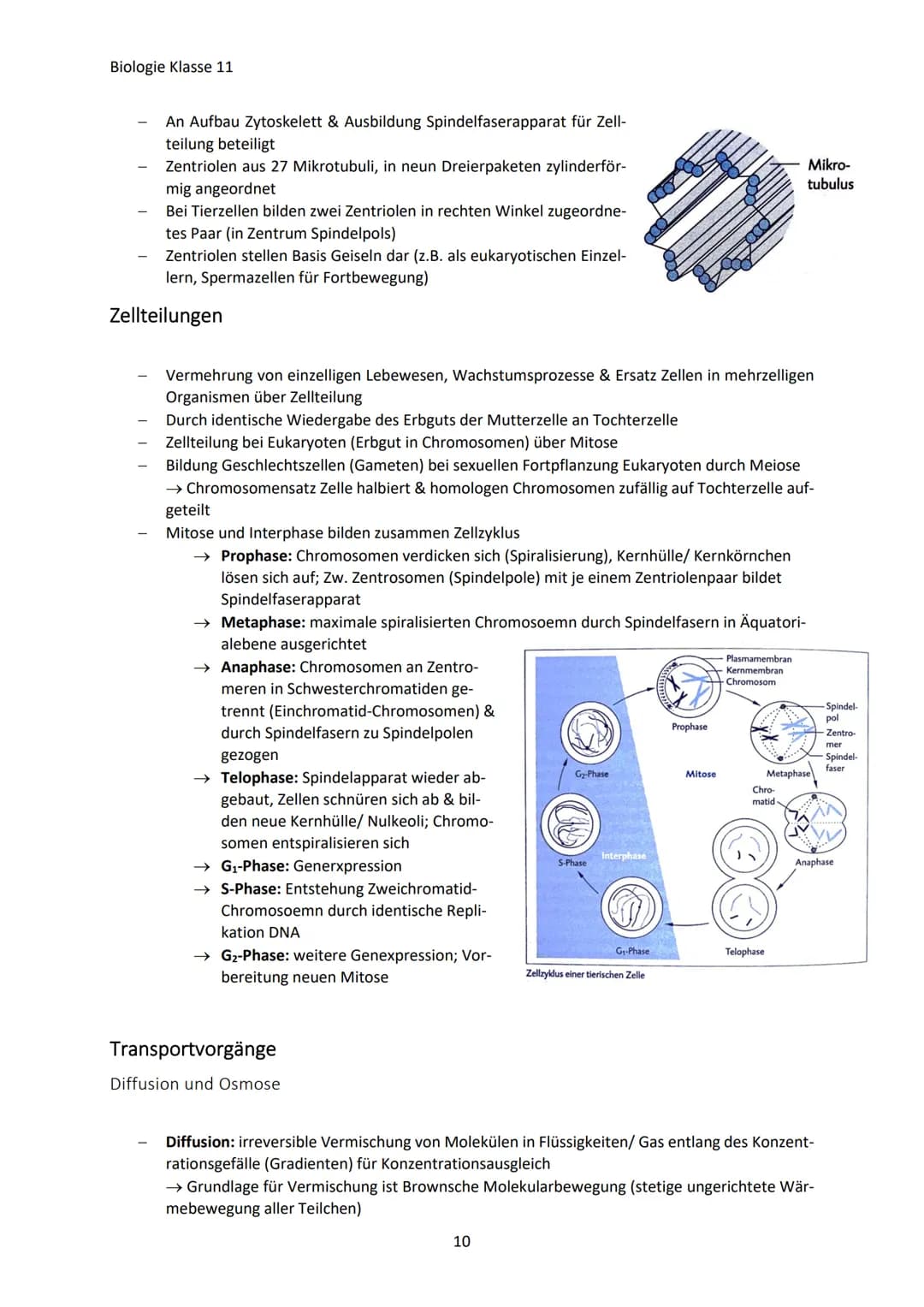 Biologie Klasse 11
ZELLEN UND STOFFWECHSEL
Organismus-ebenen
Die Gesamtfunktion eines Organismus wird mithilfe der Funktion verschiedener Ze