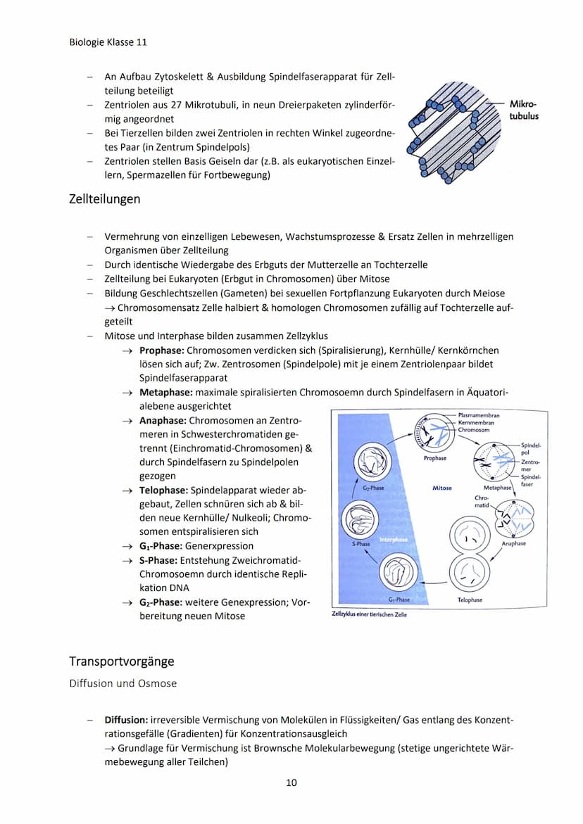 Biologie Klasse 11
ZELLEN UND STOFFWECHSEL
Organismus-ebenen
Die Gesamtfunktion eines Organismus wird mithilfe der Funktion verschiedener Ze