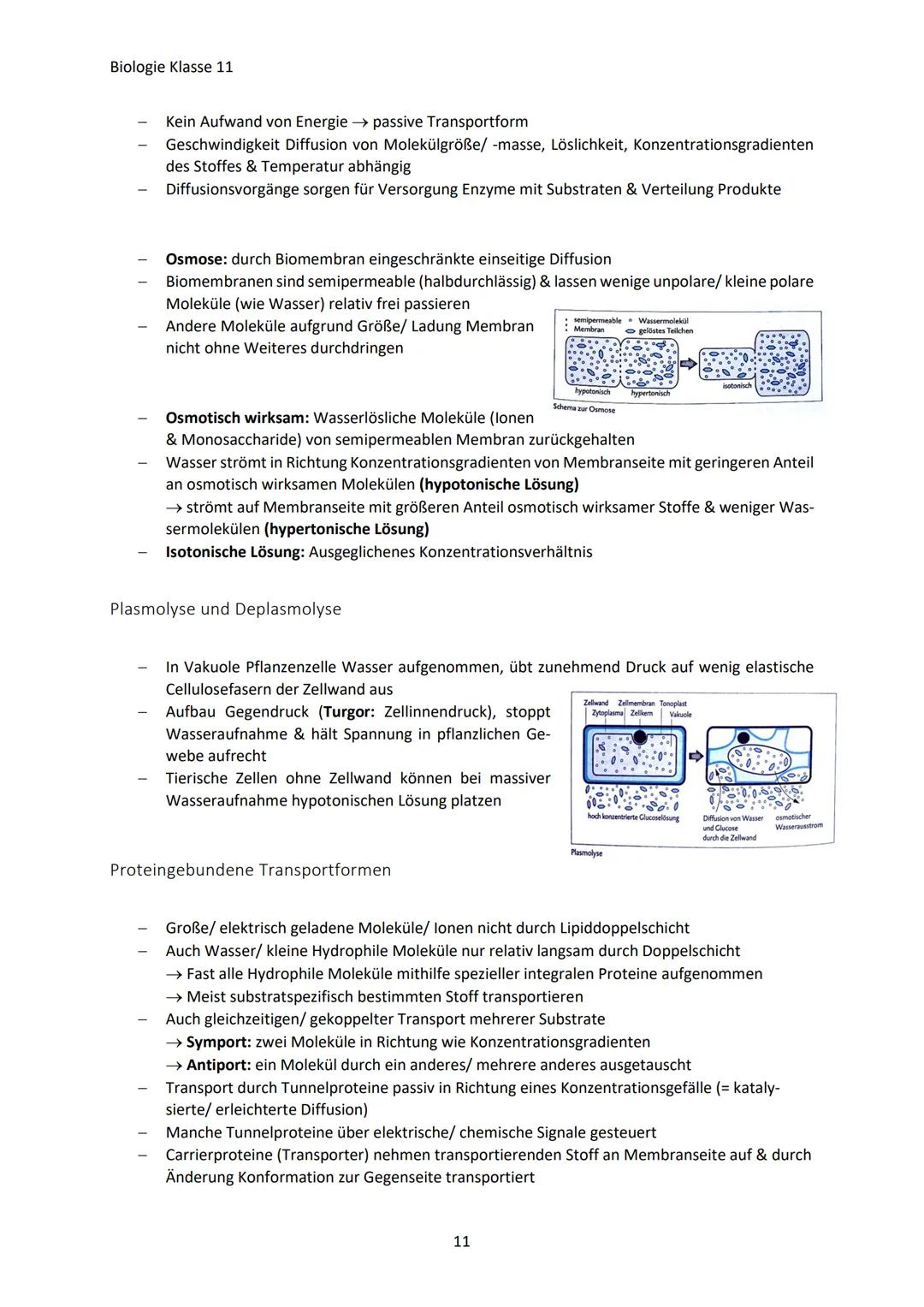 Biologie Klasse 11
ZELLEN UND STOFFWECHSEL
Organismus-ebenen
Die Gesamtfunktion eines Organismus wird mithilfe der Funktion verschiedener Ze