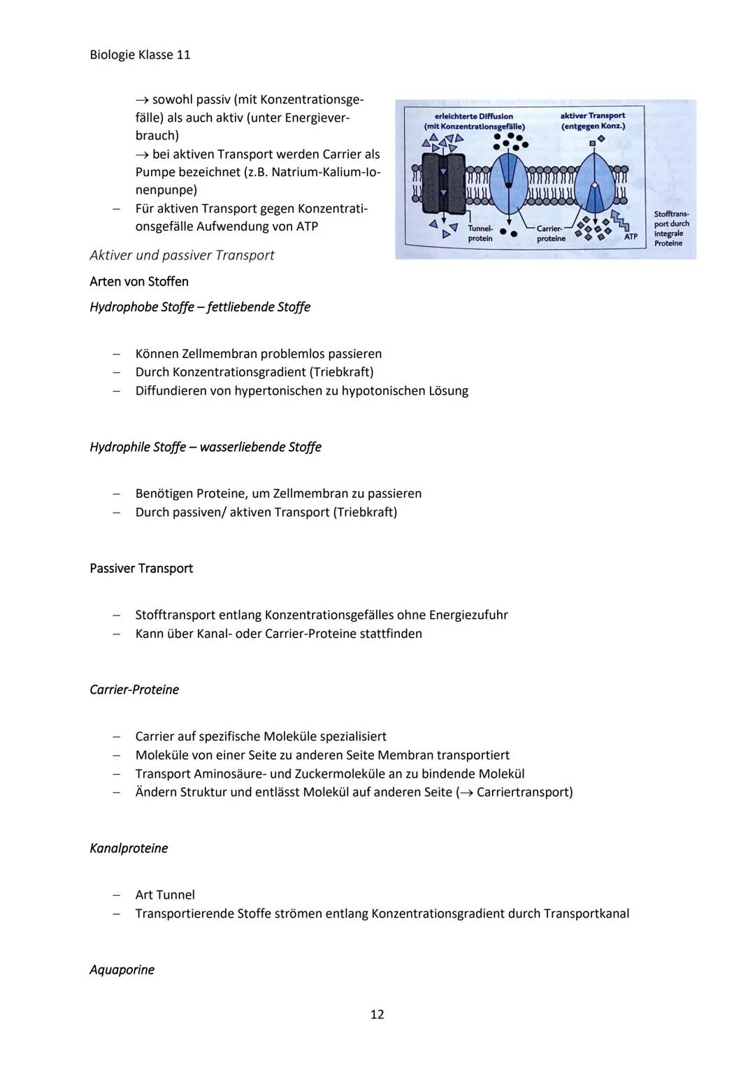 Biologie Klasse 11
ZELLEN UND STOFFWECHSEL
Organismus-ebenen
Die Gesamtfunktion eines Organismus wird mithilfe der Funktion verschiedener Ze