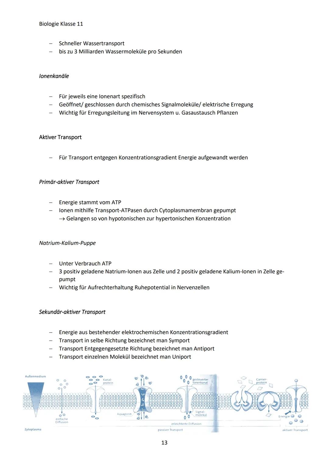 Biologie Klasse 11
ZELLEN UND STOFFWECHSEL
Organismus-ebenen
Die Gesamtfunktion eines Organismus wird mithilfe der Funktion verschiedener Ze