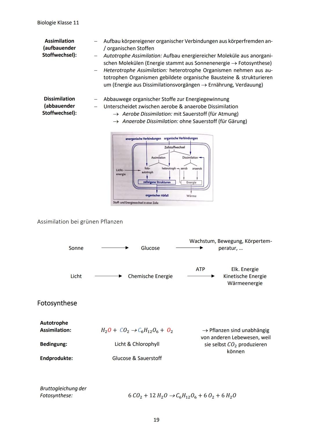 Biologie Klasse 11
ZELLEN UND STOFFWECHSEL
Organismus-ebenen
Die Gesamtfunktion eines Organismus wird mithilfe der Funktion verschiedener Ze