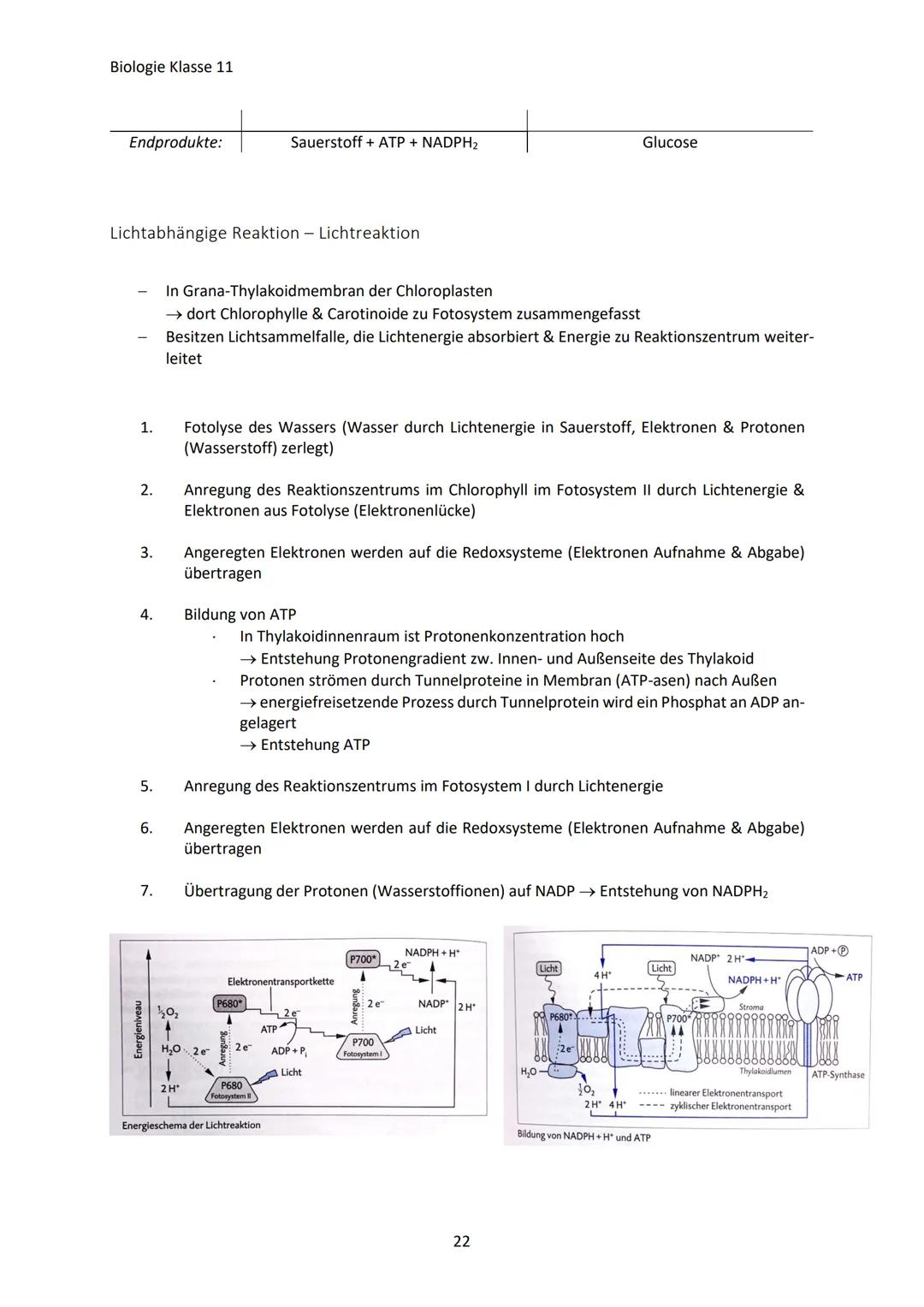 Biologie Klasse 11
ZELLEN UND STOFFWECHSEL
Organismus-ebenen
Die Gesamtfunktion eines Organismus wird mithilfe der Funktion verschiedener Ze