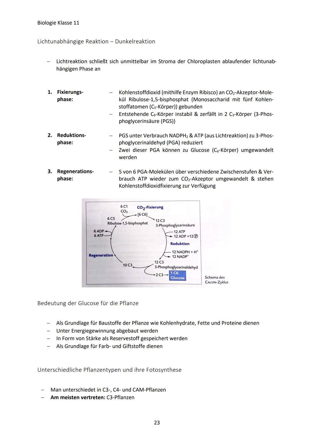 Einfach erklärt: Zusammenfassung Schuljahr Klasse 11 Biologie (Biologie ...