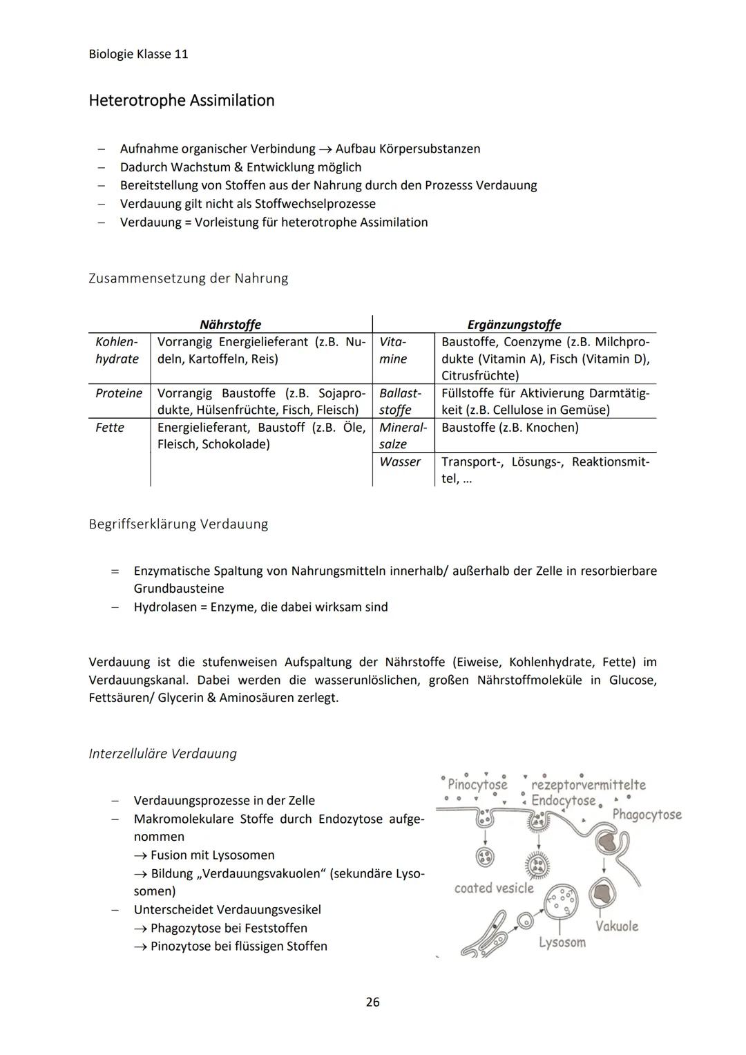 Biologie Klasse 11
ZELLEN UND STOFFWECHSEL
Organismus-ebenen
Die Gesamtfunktion eines Organismus wird mithilfe der Funktion verschiedener Ze