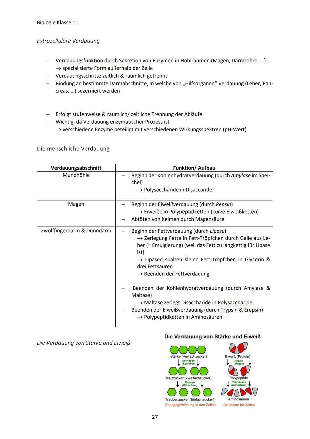 Biologie Klasse 11
ZELLEN UND STOFFWECHSEL
Organismus-ebenen
Die Gesamtfunktion eines Organismus wird mithilfe der Funktion verschiedener Ze