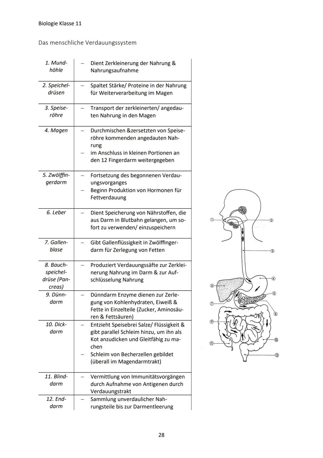 Biologie Klasse 11
ZELLEN UND STOFFWECHSEL
Organismus-ebenen
Die Gesamtfunktion eines Organismus wird mithilfe der Funktion verschiedener Ze