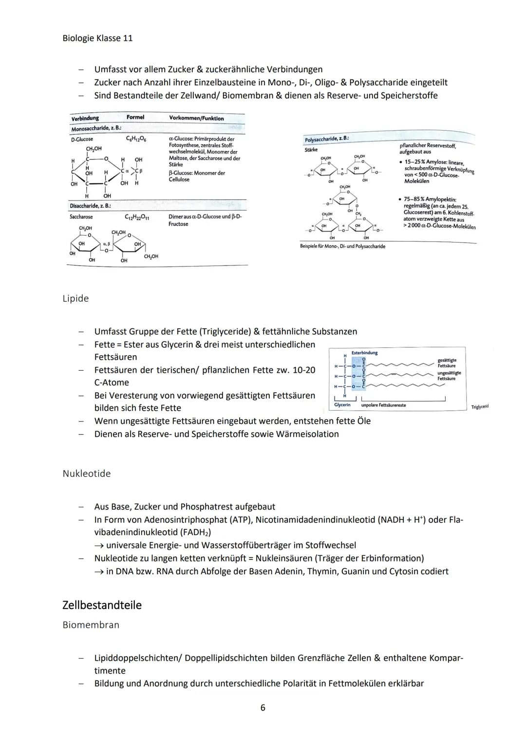 Biologie Klasse 11
ZELLEN UND STOFFWECHSEL
Organismus-ebenen
Die Gesamtfunktion eines Organismus wird mithilfe der Funktion verschiedener Ze