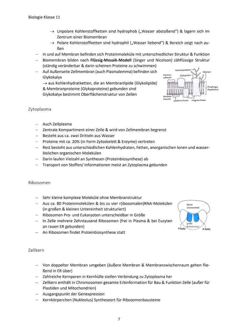 Biologie Klasse 11
ZELLEN UND STOFFWECHSEL
Organismus-ebenen
Die Gesamtfunktion eines Organismus wird mithilfe der Funktion verschiedener Ze