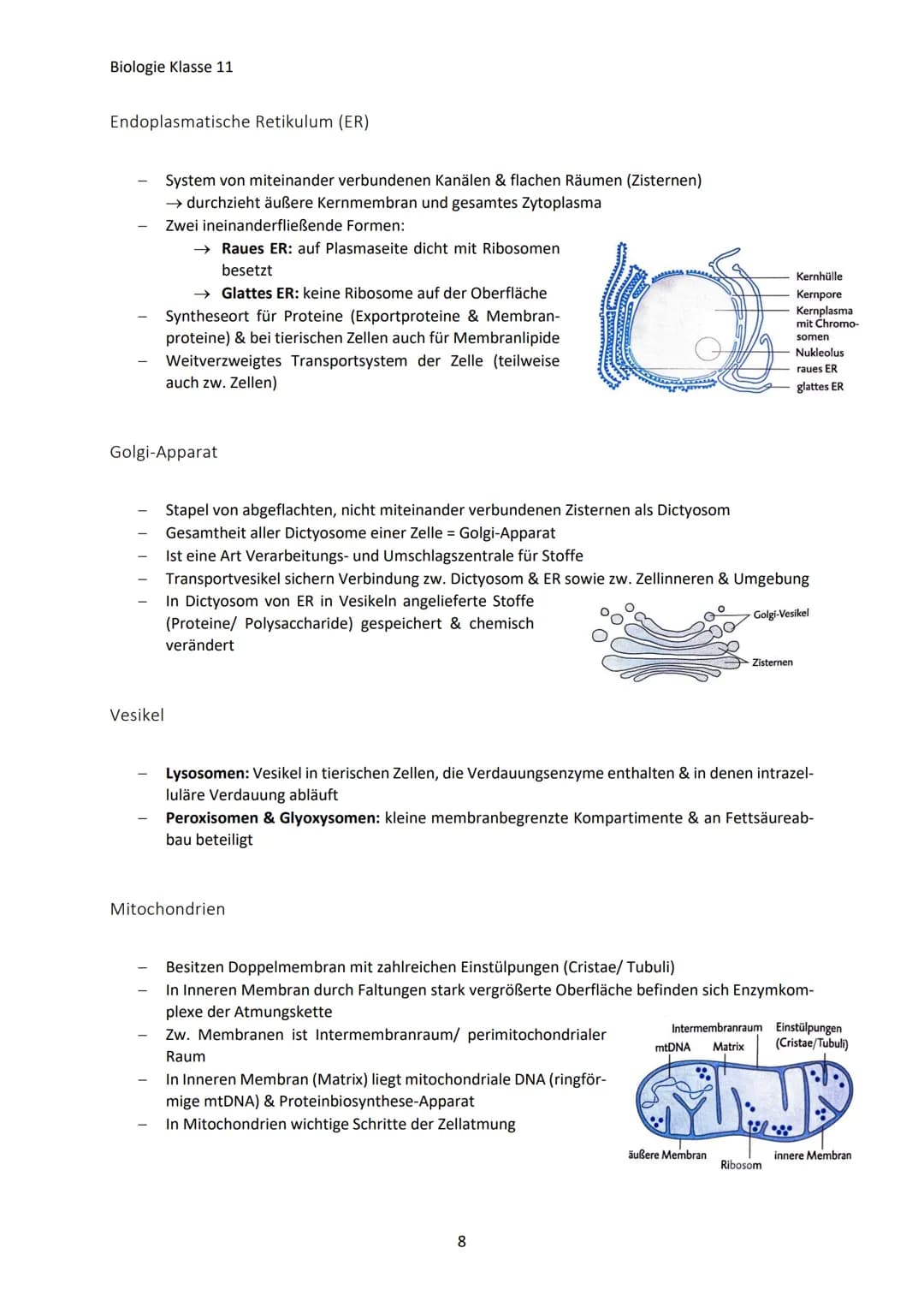 Biologie Klasse 11
ZELLEN UND STOFFWECHSEL
Organismus-ebenen
Die Gesamtfunktion eines Organismus wird mithilfe der Funktion verschiedener Ze