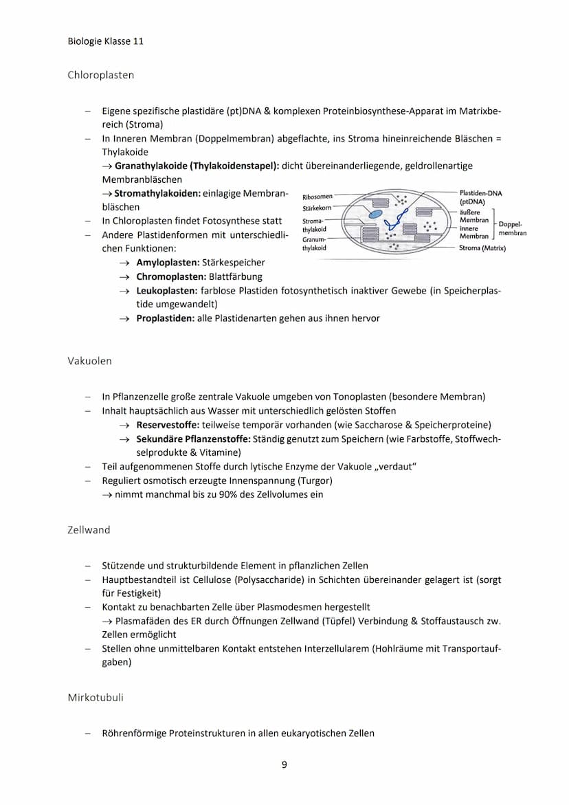 Biologie Klasse 11
ZELLEN UND STOFFWECHSEL
Organismus-ebenen
Die Gesamtfunktion eines Organismus wird mithilfe der Funktion verschiedener Ze