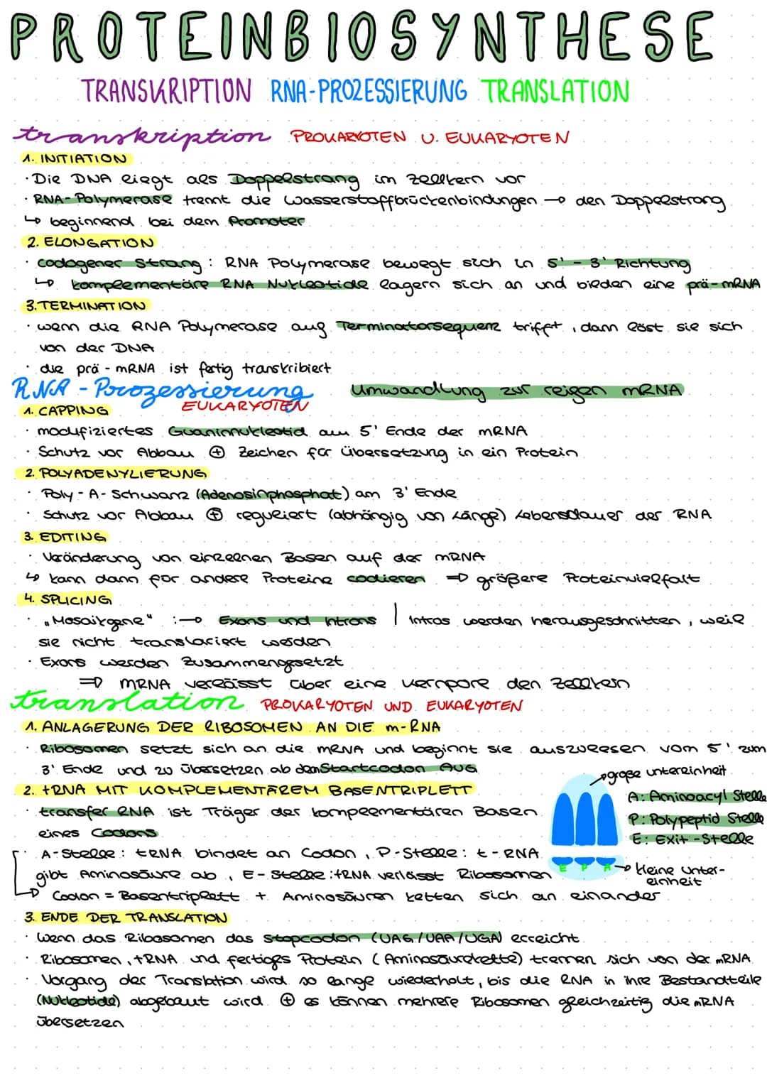 PROTEINBIOSYNTHESE
TRANSKRIPTION RNA-PROZESSIERUNG TRANSLATION
transkription PROVAZYOTEN U. EUKARYOTEN
1. INITIATION
•Die DNA liegt als Dopp