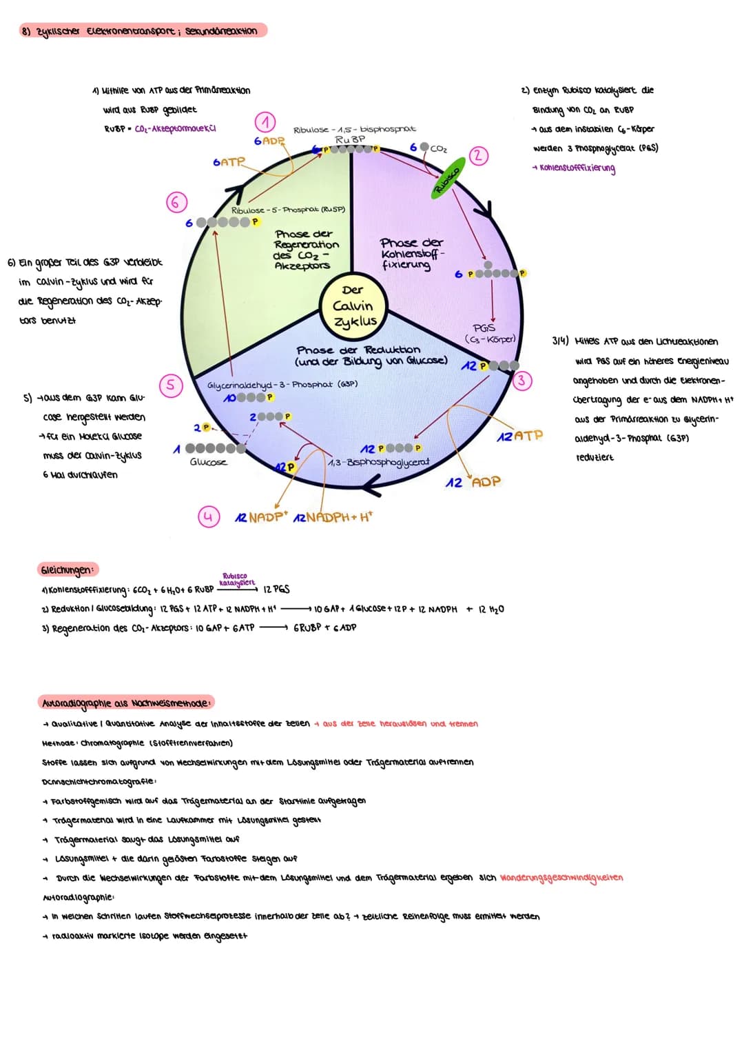 8) zyklischer Elektronentransport; sekundáreaktion
A) Mithilfe von ATP aus der Primärreaktion
wird aus RuBP gebildet
RUBP CO₂-Akzeptormolekü