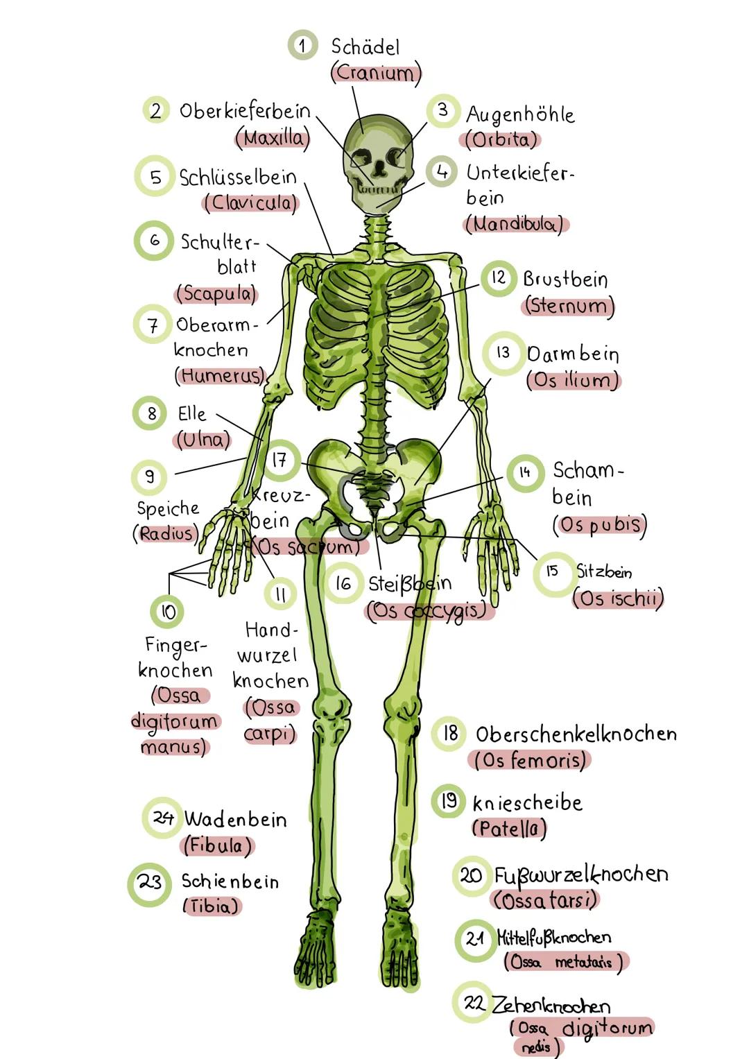 2 Oberkieferbein
(Maxilla)
5 Schlüsselbein
(Clavicula)
6 Schulter-
blatt
(Scapula)
7 Oberarm-
knochen
(Humerus)
8 Elle
(Ulna)
9
Speiche
(Rad