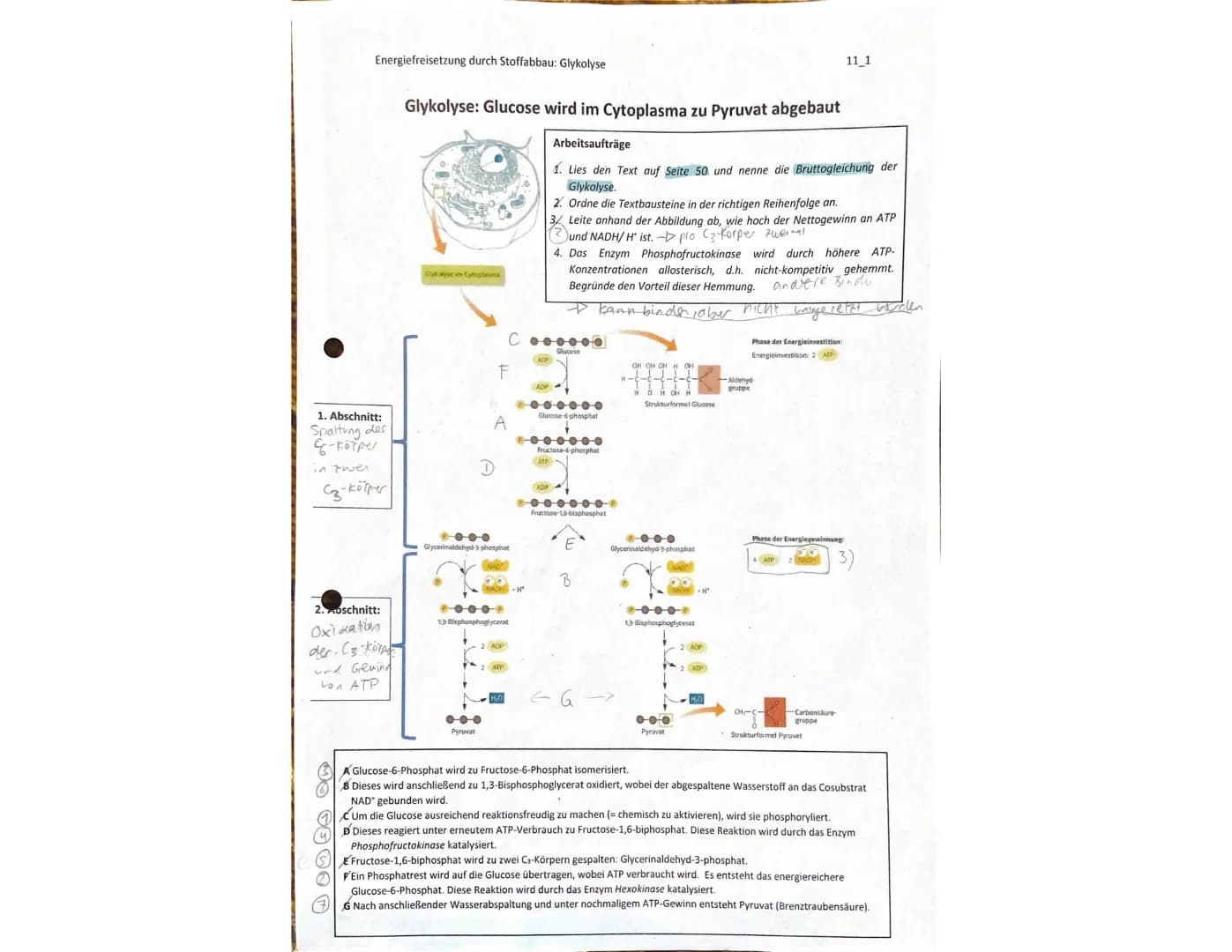  BIOLOGIE
Marie Ontl
Stoff für die 1.Klausur (11/1)
1)Strukturelle und energetische Grundlagen des Lebens
3.Energiefreisetzung durch Stoffab