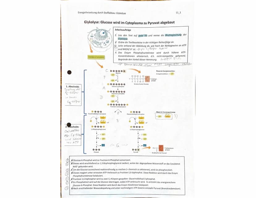  BIOLOGIE
Marie Ontl
Stoff für die 1.Klausur (11/1)
1)Strukturelle und energetische Grundlagen des Lebens
3.Energiefreisetzung durch Stoffab