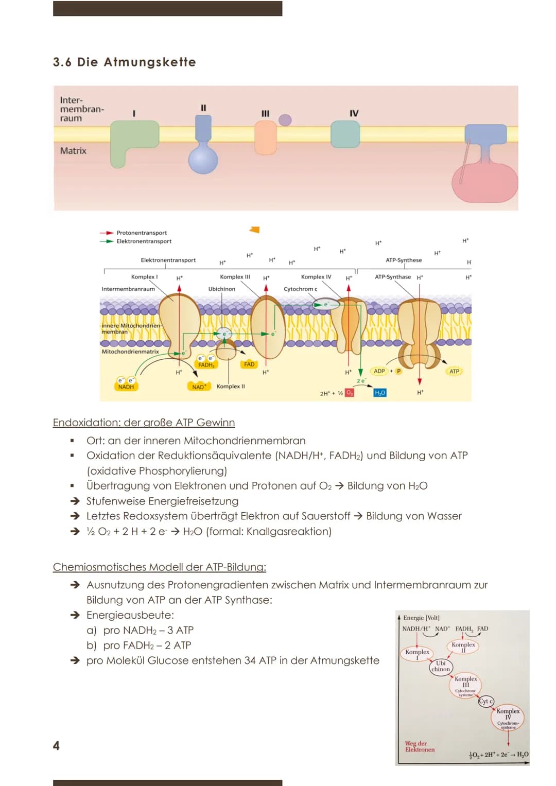  BIOLOGIE
Marie Ontl
Stoff für die 1.Klausur (11/1)
1)Strukturelle und energetische Grundlagen des Lebens
3.Energiefreisetzung durch Stoffab