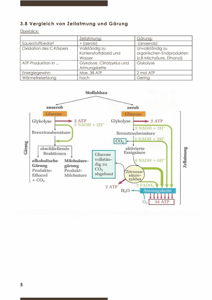  BIOLOGIE
Marie Ontl
Stoff für die 1.Klausur (11/1)
1)Strukturelle und energetische Grundlagen des Lebens
3.Energiefreisetzung durch Stoffab