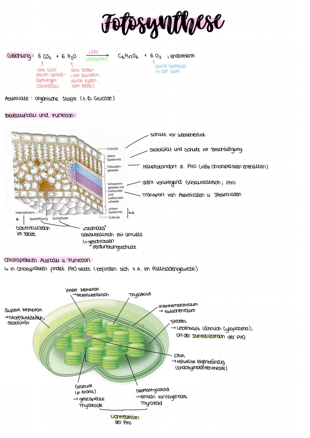 Gleichung: 6 CO₂ + 6H₂O
↑
aus luft
durch spalt-
offnungen
(stomata)
durch xylem
zum Blatt)
Assimilate organische Stoffe (.z. B. Glucose)
Bla