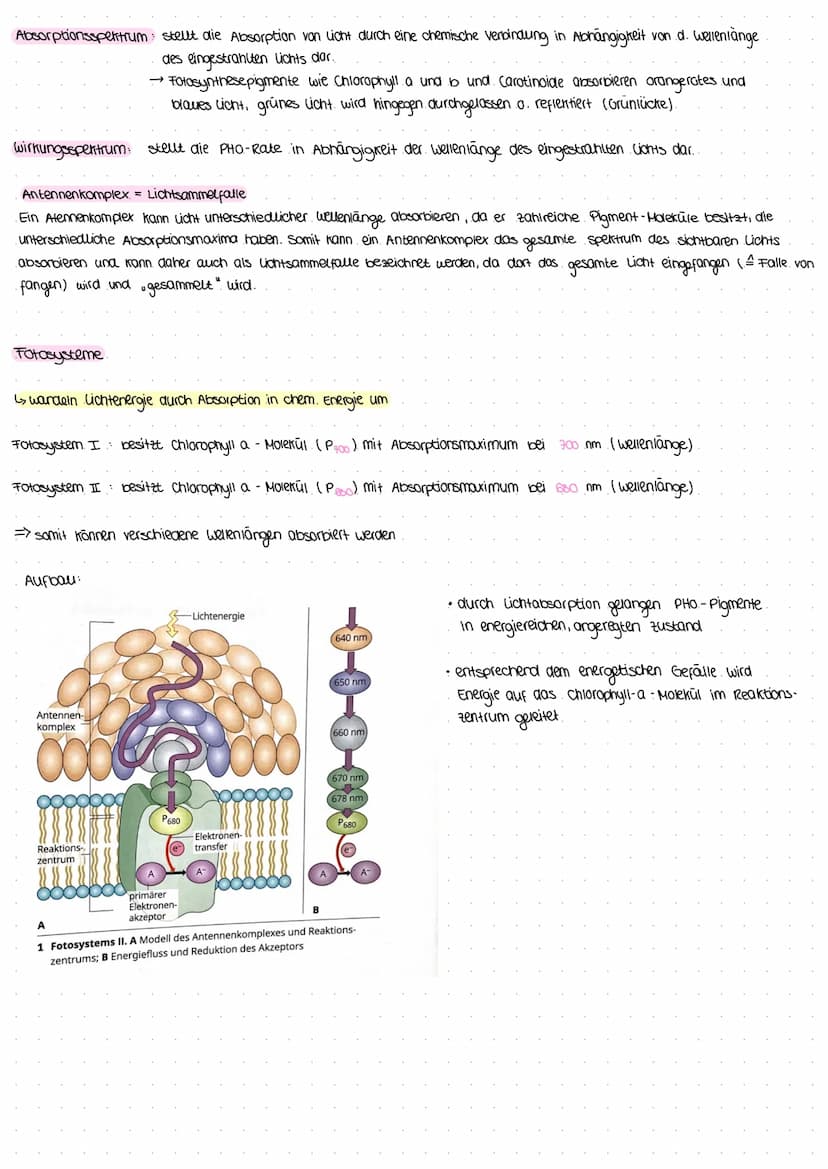 Gleichung: 6 CO₂ + 6H₂O
↑
aus luft
durch spalt-
offnungen
(stomata)
durch xylem
zum Blatt)
Assimilate organische Stoffe (.z. B. Glucose)
Bla