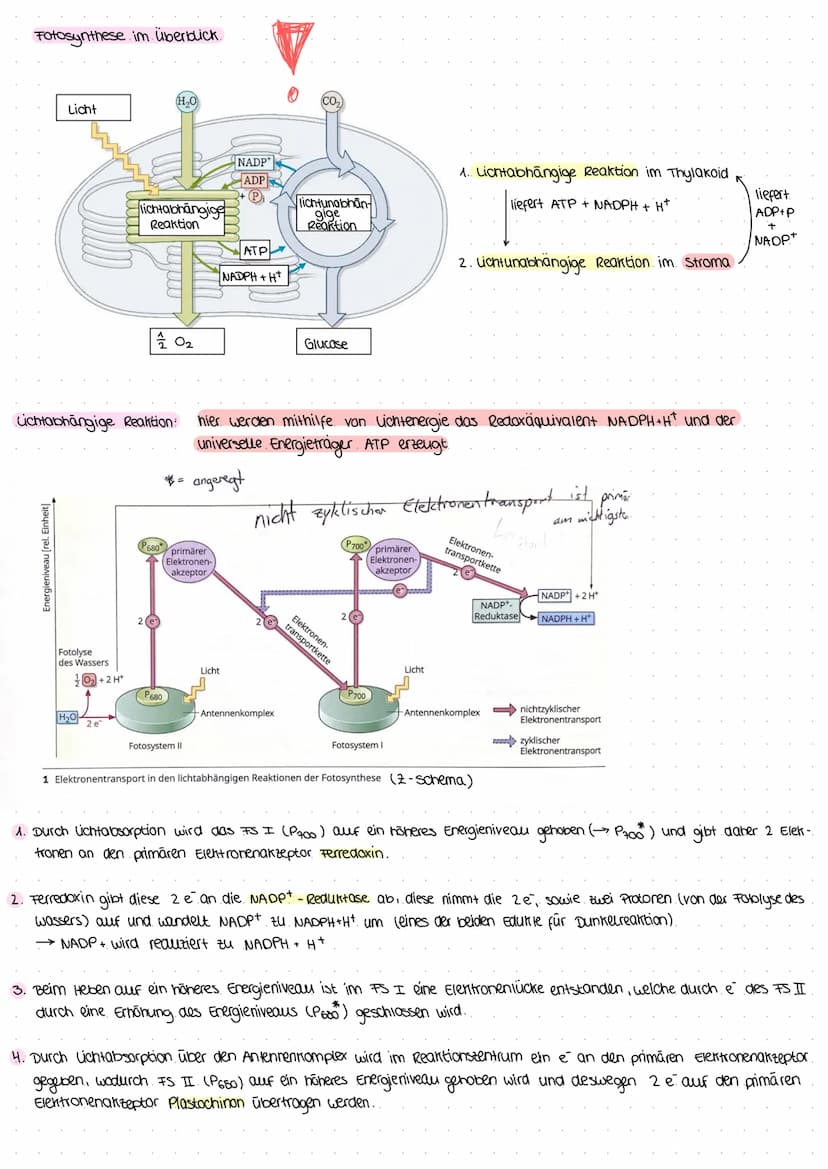 Gleichung: 6 CO₂ + 6H₂O
↑
aus luft
durch spalt-
offnungen
(stomata)
durch xylem
zum Blatt)
Assimilate organische Stoffe (.z. B. Glucose)
Bla