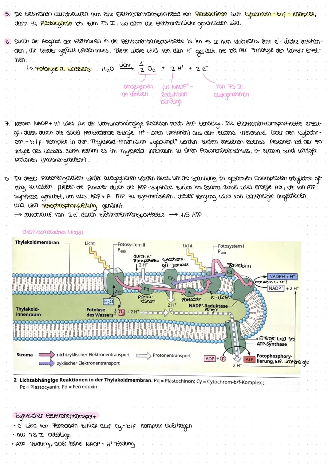 Gleichung: 6 CO₂ + 6H₂O
↑
aus luft
durch spalt-
offnungen
(stomata)
durch xylem
zum Blatt)
Assimilate organische Stoffe (.z. B. Glucose)
Bla
