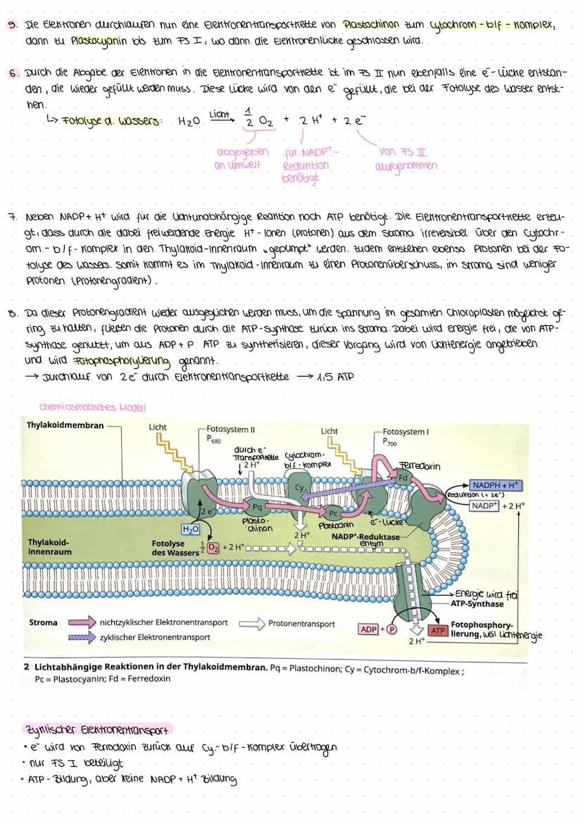 Gleichung: 6 CO₂ + 6H₂O
↑
aus luft
durch spalt-
offnungen
(stomata)
durch xylem
zum Blatt)
Assimilate organische Stoffe (.z. B. Glucose)
Bla