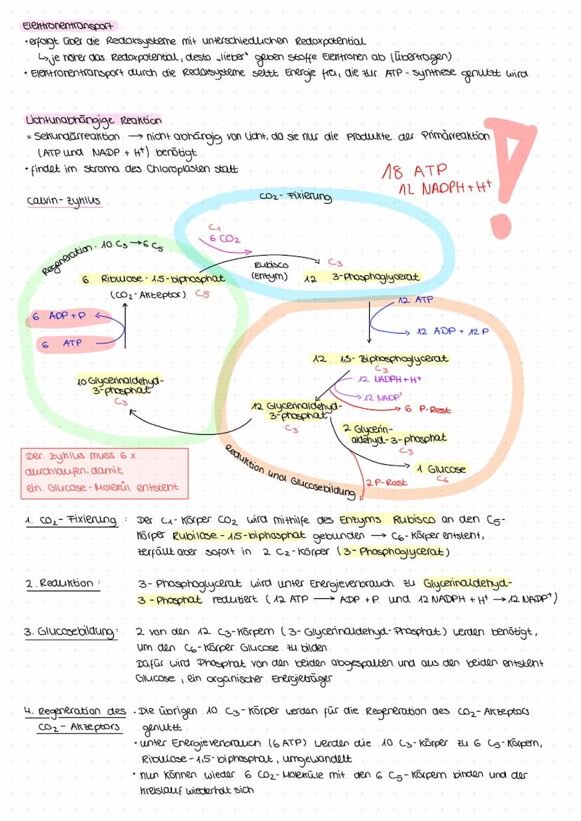 Gleichung: 6 CO₂ + 6H₂O
↑
aus luft
durch spalt-
offnungen
(stomata)
durch xylem
zum Blatt)
Assimilate organische Stoffe (.z. B. Glucose)
Bla