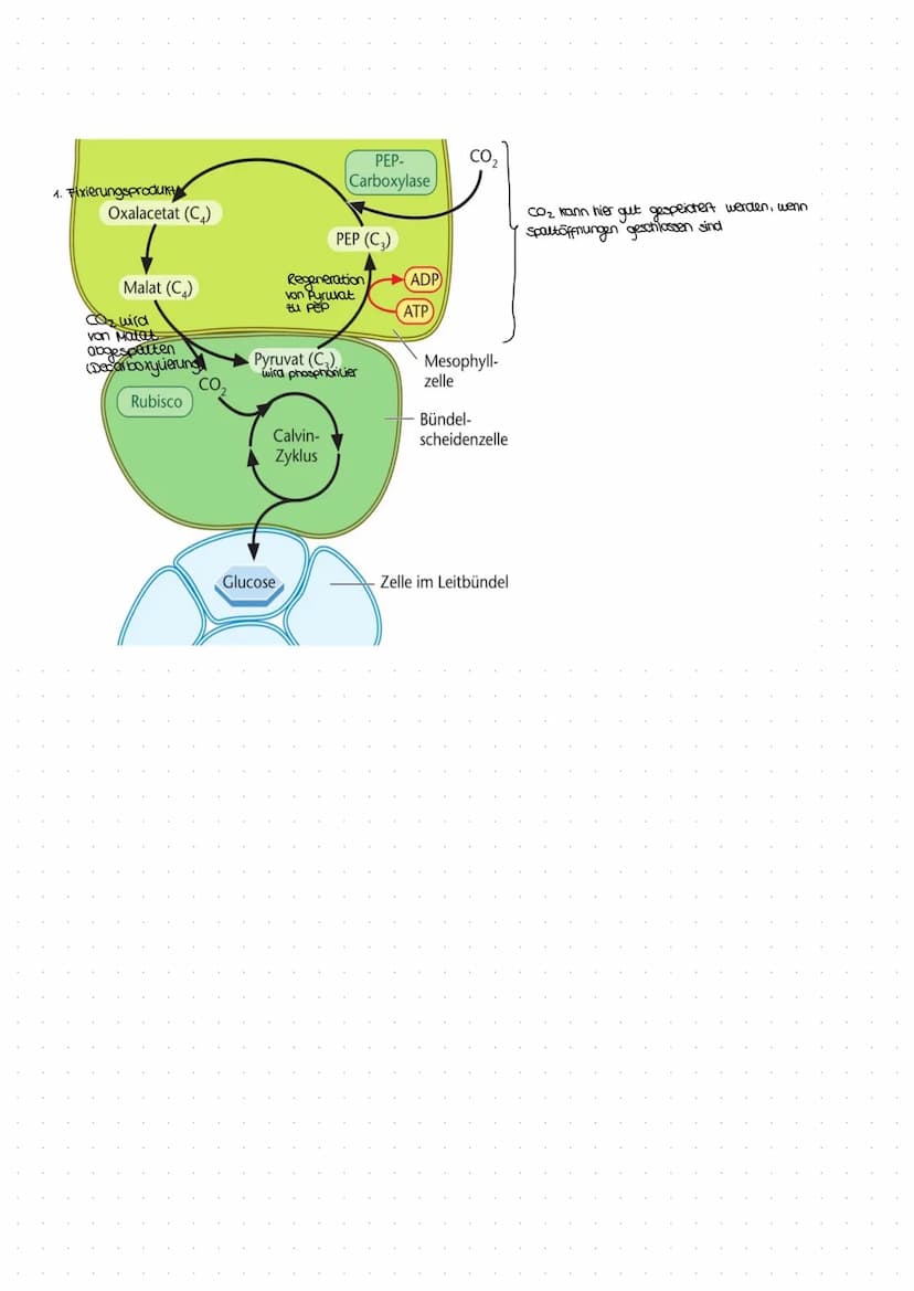 Gleichung: 6 CO₂ + 6H₂O
↑
aus luft
durch spalt-
offnungen
(stomata)
durch xylem
zum Blatt)
Assimilate organische Stoffe (.z. B. Glucose)
Bla