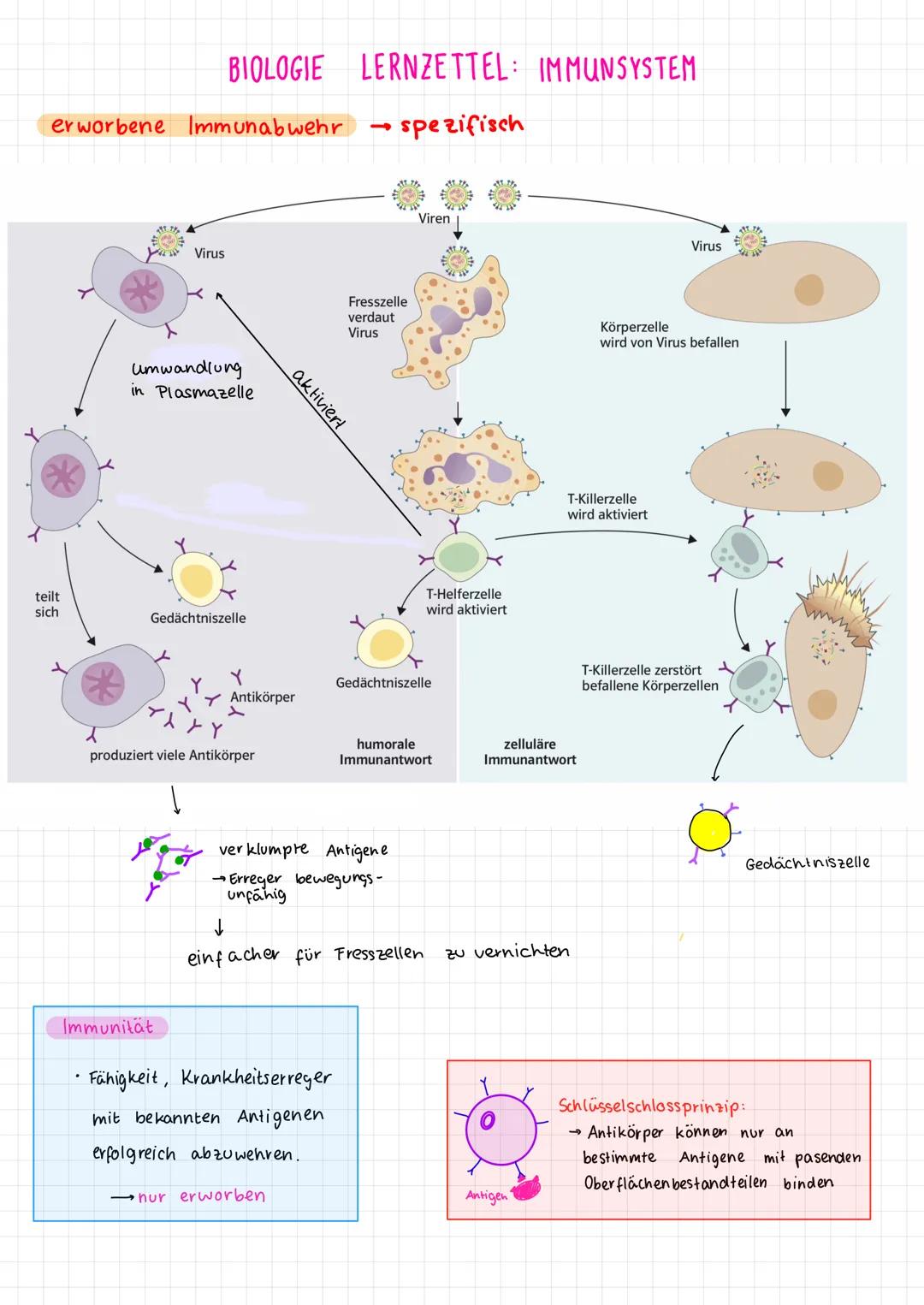 1. Viren vs. Bakterien
Viren
- Überträger einer Krankheit
Erreger
- wesentlich kleiner als Bakterien u. haben keinen eigenen Stoff wechsel, 