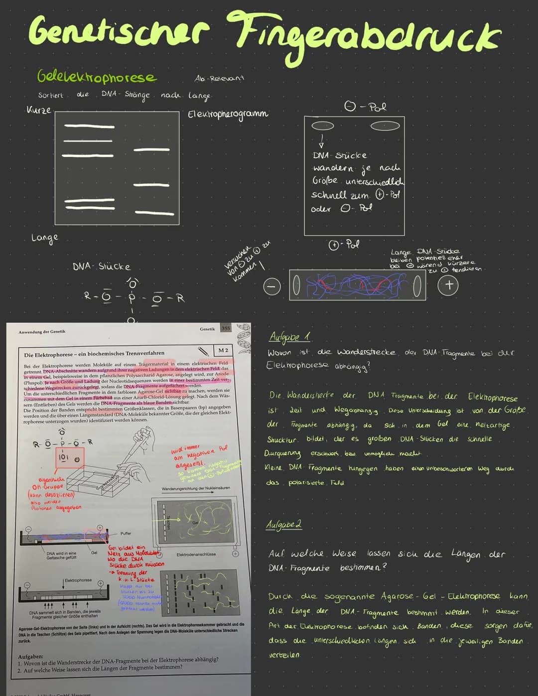 Genetischer Fingerabdruck
Definition
Der
genetische Fingerabdruck
die
Gemensamkat
beide
und Fingerabdruck)
Der genetische Fingerabdruck (DNA