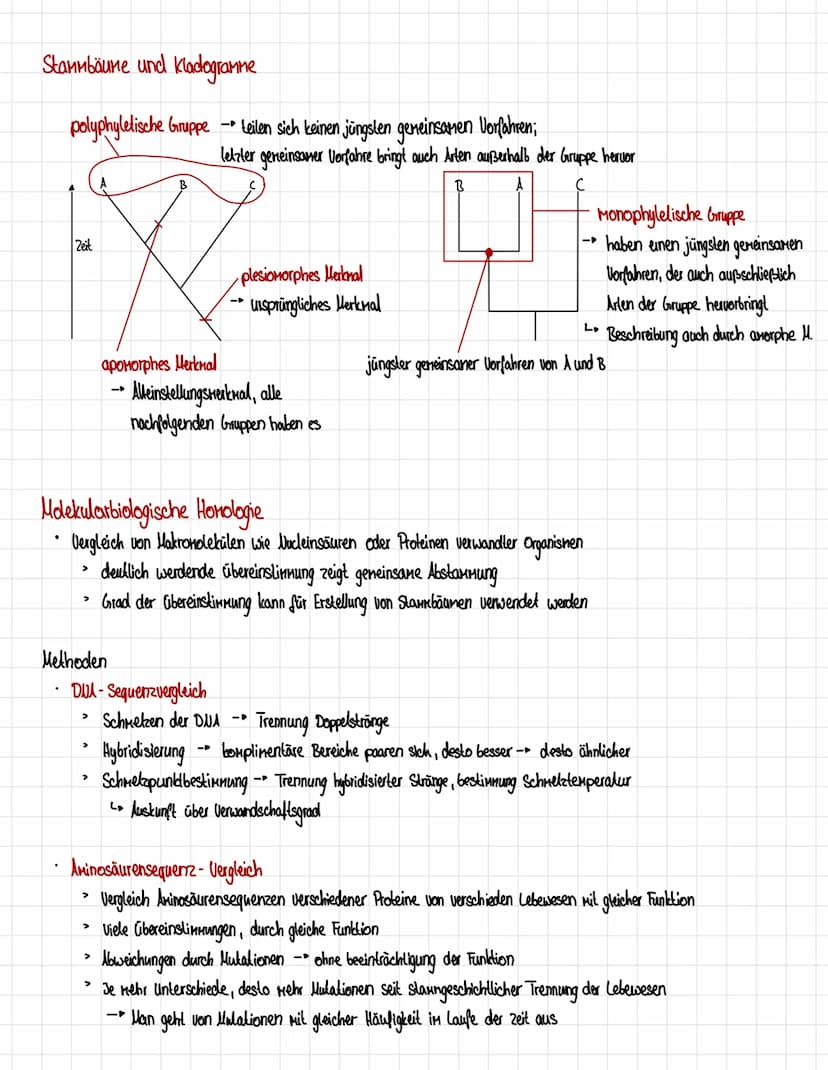 Homologien und Analogien
Honologie
=> Abstammungsähnlichkeit
.
Organe gellen als homolog, wenn eines der Kriterien erfüllt ist:
1. Kriterium