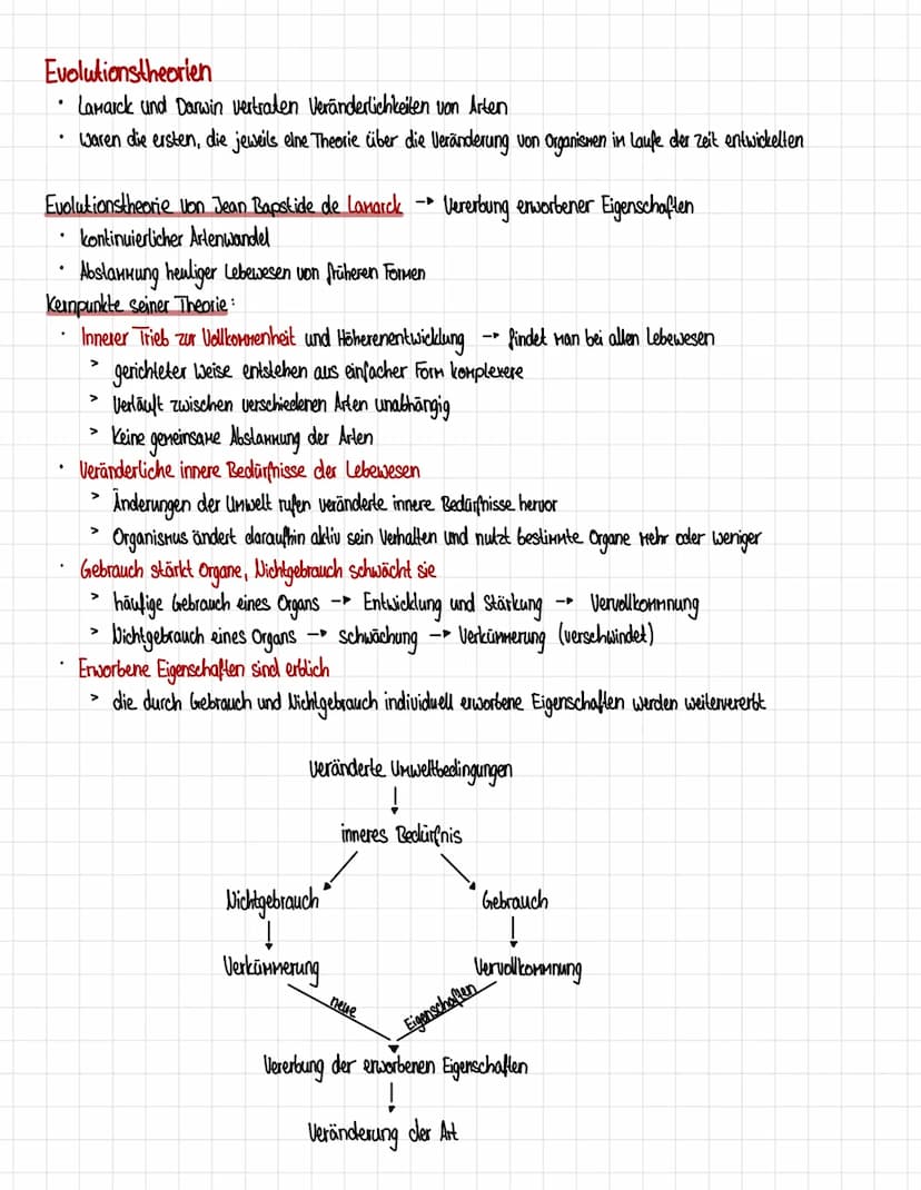 Homologien und Analogien
Honologie
=> Abstammungsähnlichkeit
.
Organe gellen als homolog, wenn eines der Kriterien erfüllt ist:
1. Kriterium