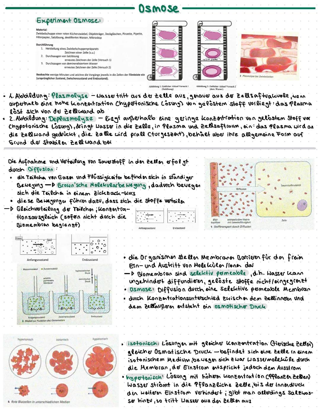 Plasmolyse Zwiebel Experiment: Protokoll, Diagramme und mehr!