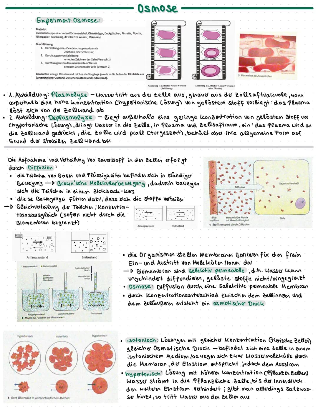 ●
Experiment Osmose:.
Material:
Zwiebelschuppe einer roten Küchenzwiebel, Objektträger, Deckgläschen, Pinzette, Pipette,
Filterpapier, Salzl