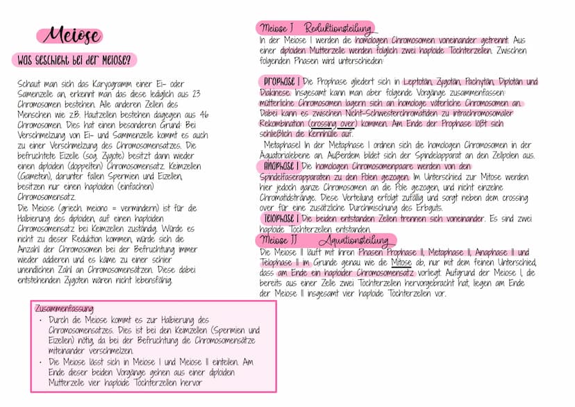 ZYTOGENETIK
propose zovei identischen Chromatustrangen bestehenden Chromosomen verkürzen und veräichten sich, indem sie
im Zellkern aufgefal